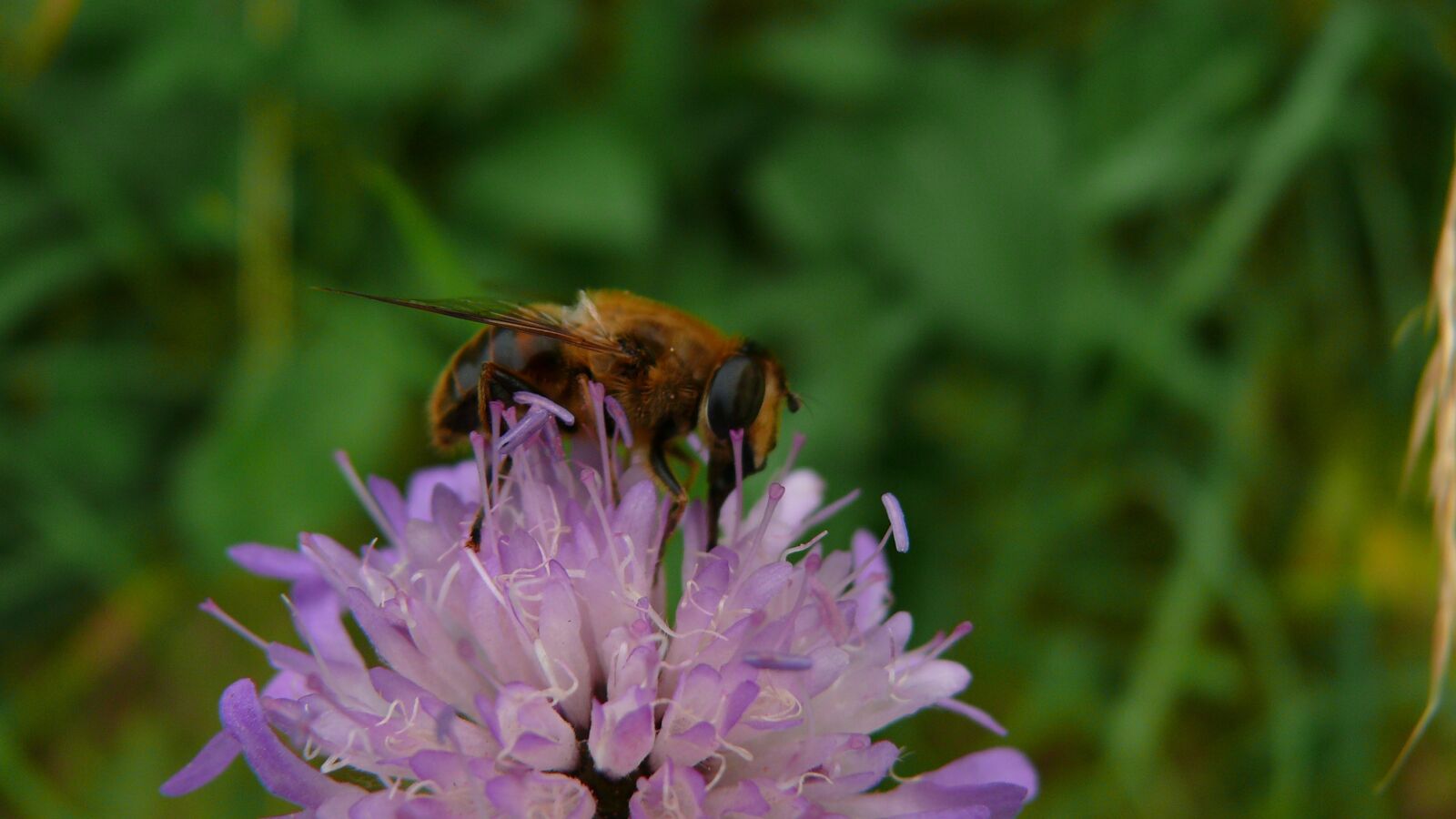 Panasonic DMC-FZ50 sample photo. Flower, bee, spring photography