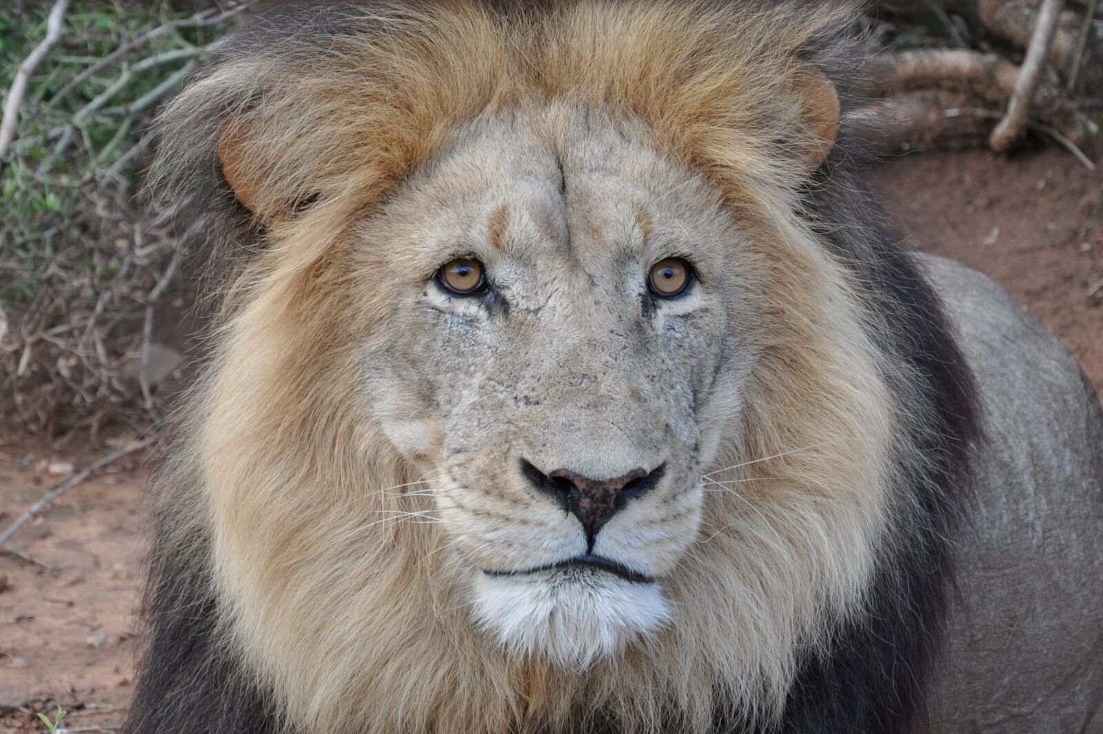 Nikon D90 sample photo. Lion, animal, nature photography