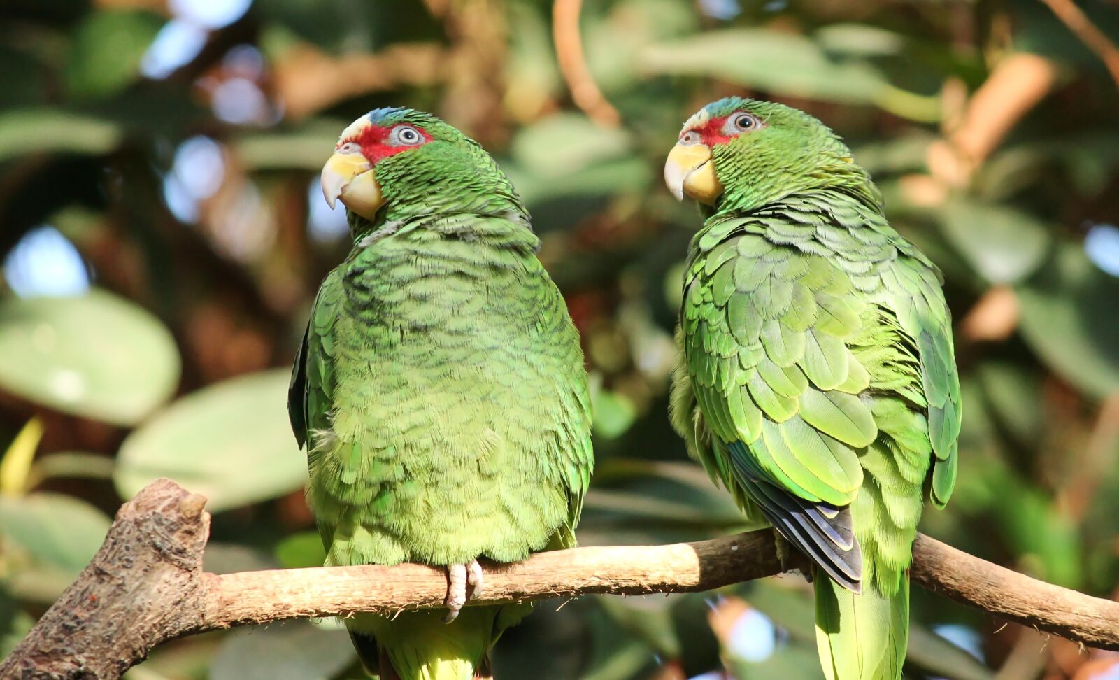 Canon EOS 1100D (EOS Rebel T3 / EOS Kiss X50) sample photo. Parrots, green, pair photography