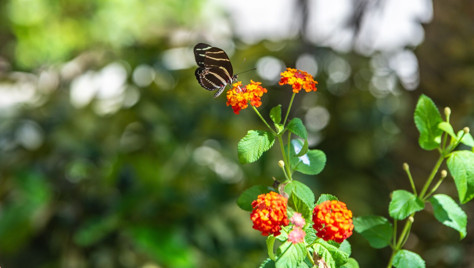 Nikon D750 sample photo. Butterfly, wild flower, mint photography