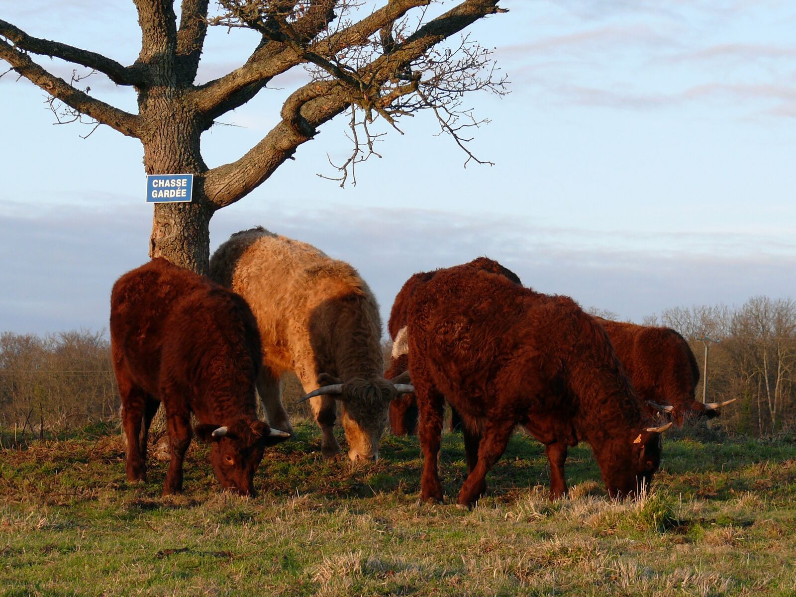Panasonic DMC-FZ50 sample photo. Herds, breeding, cattle photography