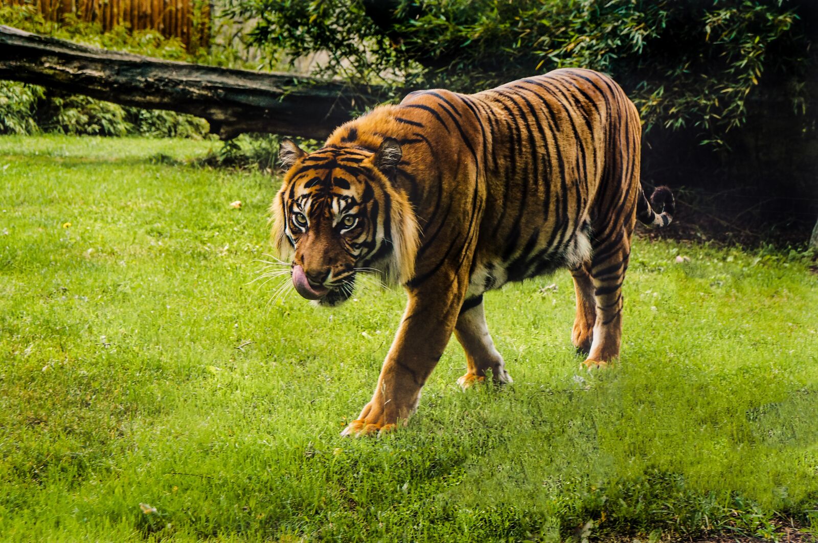Sony SLT-A37 sample photo. Tiger, wild, freedom photography