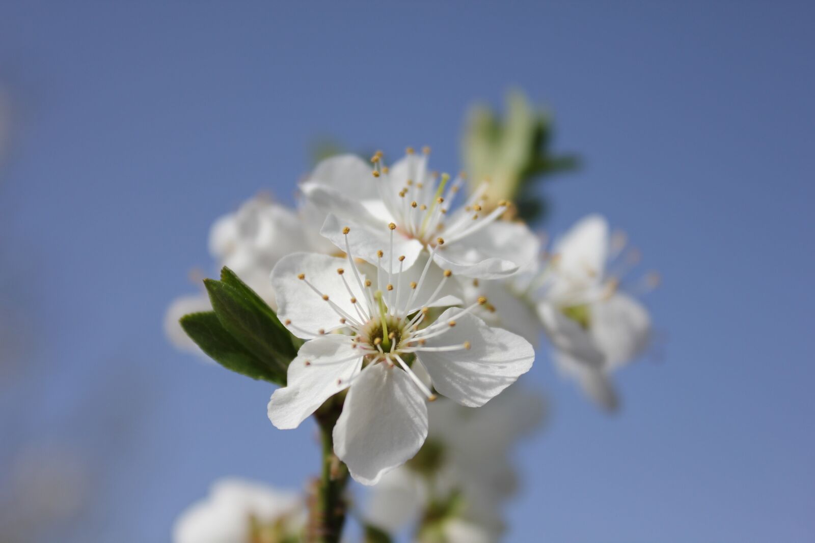 Canon EOS 550D (EOS Rebel T2i / EOS Kiss X4) sample photo. Flower, spring, branch photography