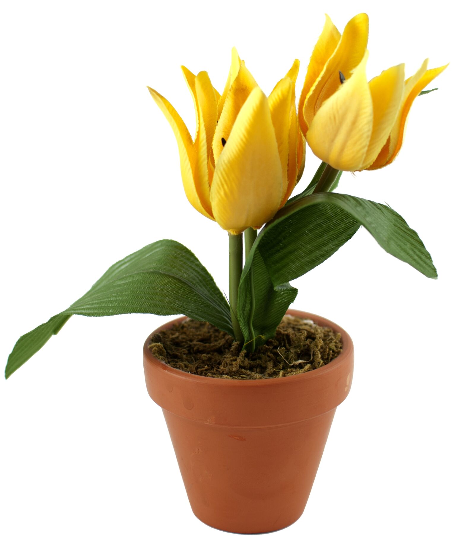 Nikon D80 sample photo. Flower, flower pot, nature photography