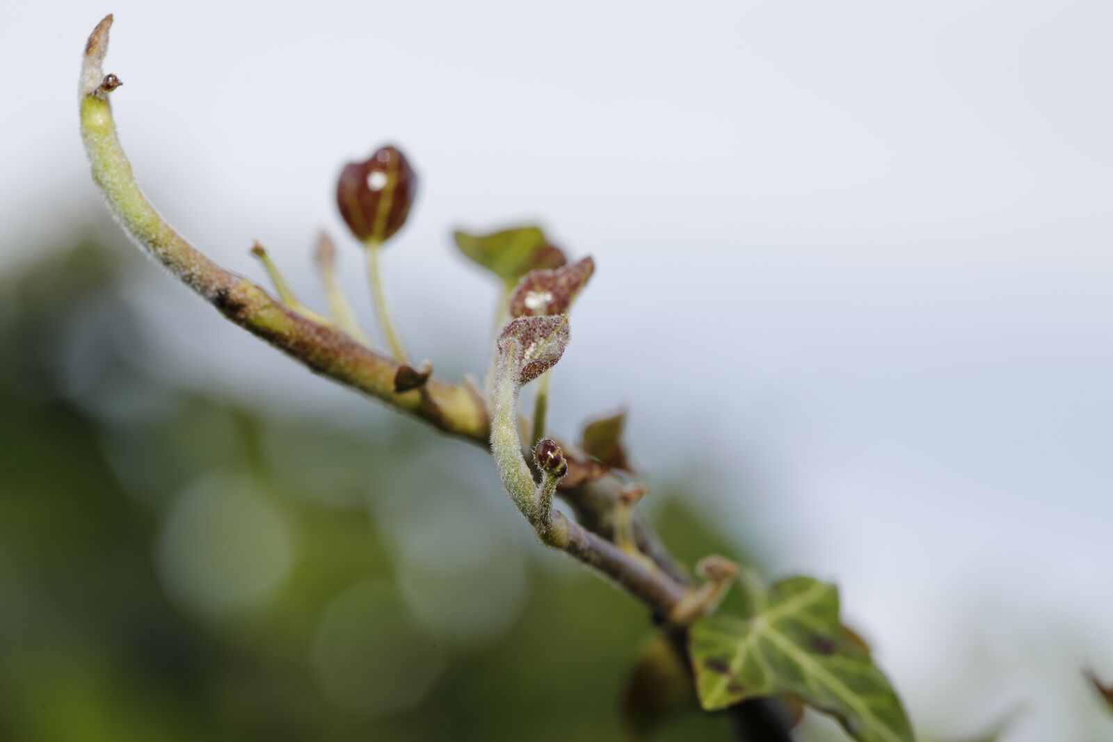 Canon EF 100mm F2.8L Macro IS USM sample photo. Branch, engine, leaf photography
