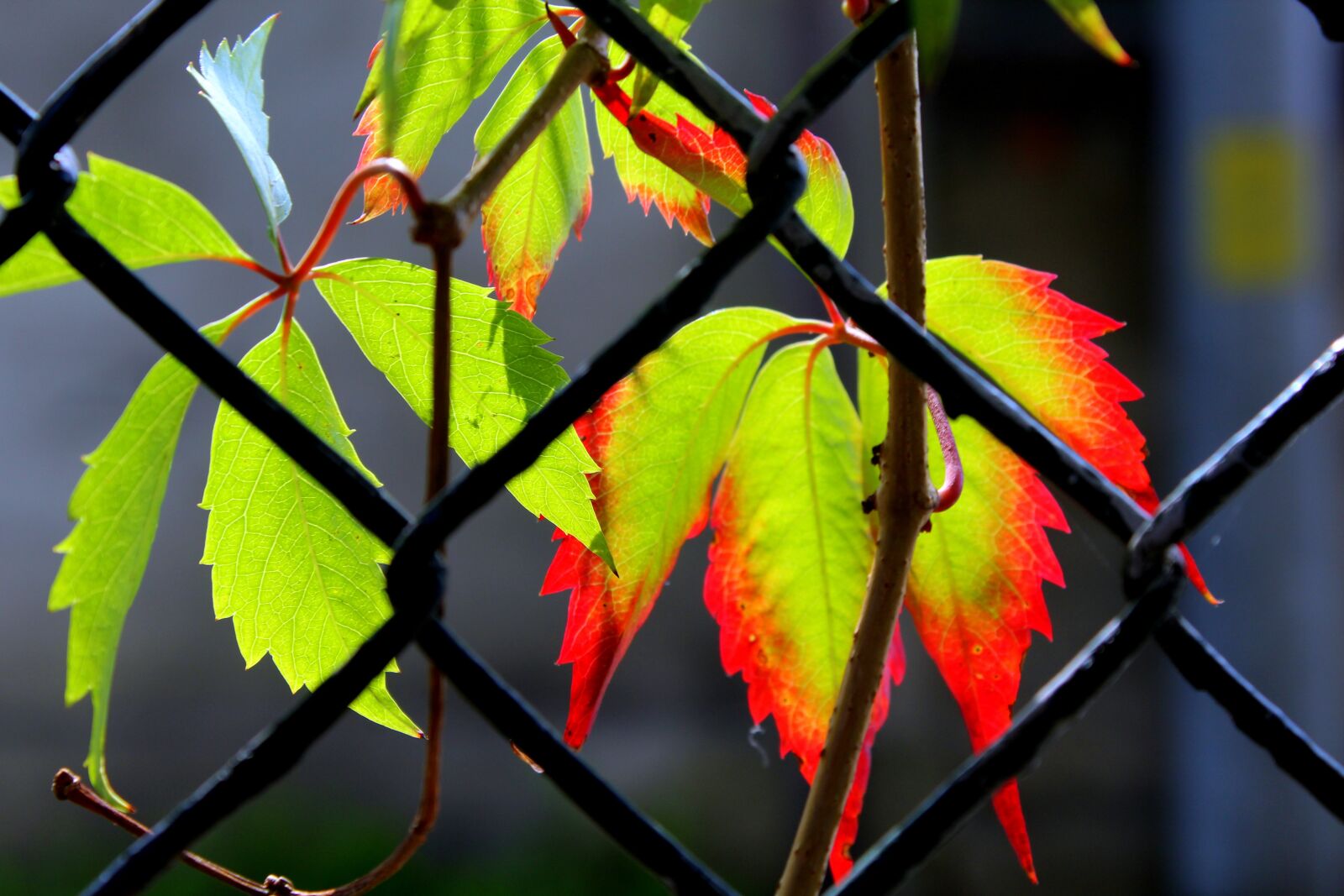 Canon EOS 1200D (EOS Rebel T5 / EOS Kiss X70 / EOS Hi) sample photo. Foliage, feather, colorful photography