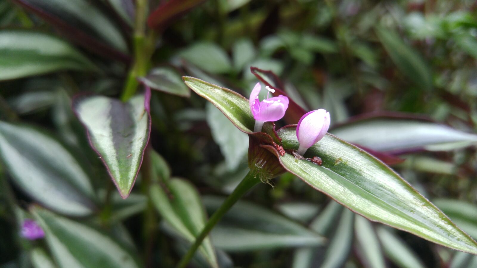 LG G4 sample photo. Flower, nature photography