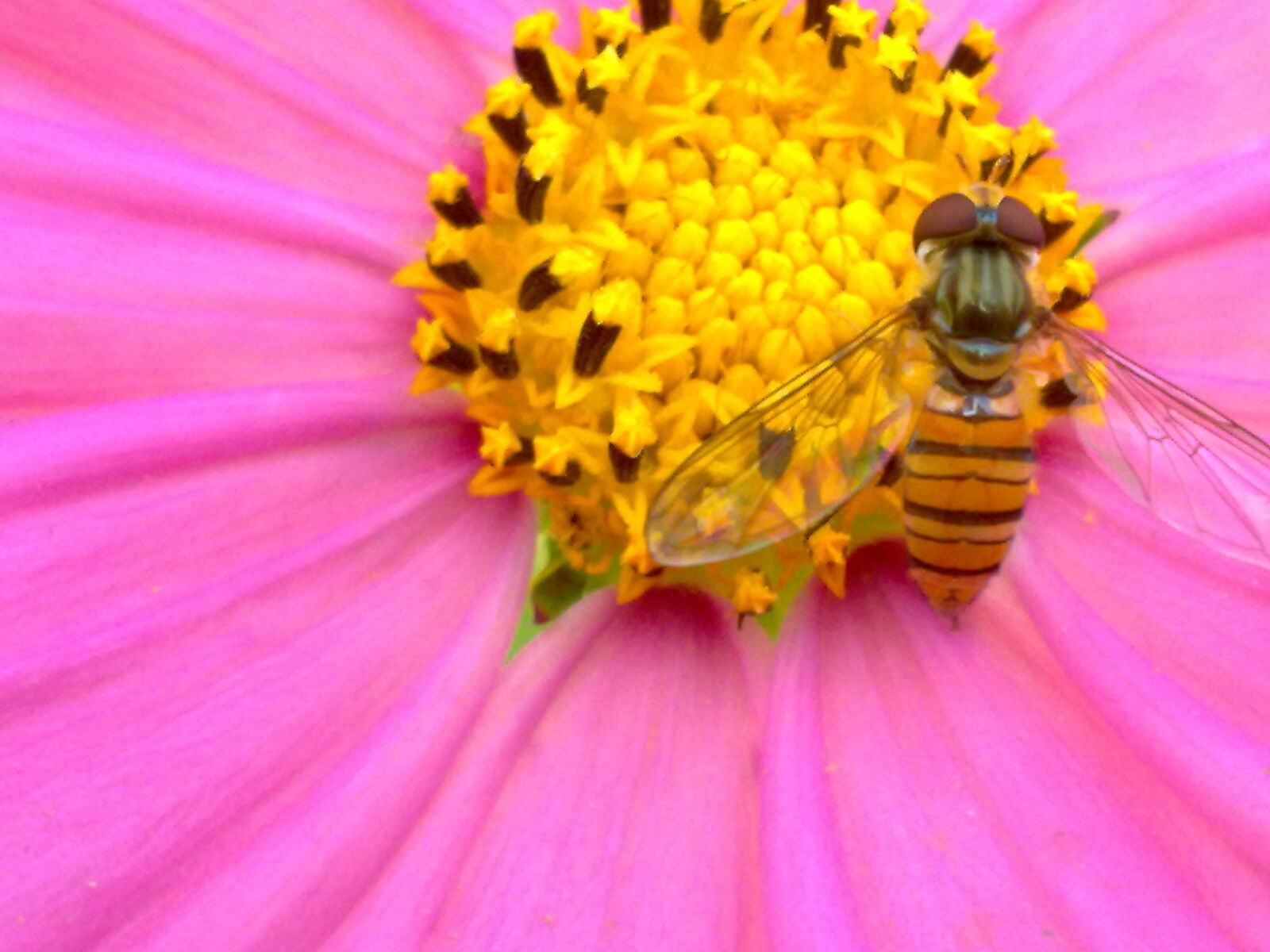 Nokia X6-00 sample photo. Bee, bee, on, flower photography