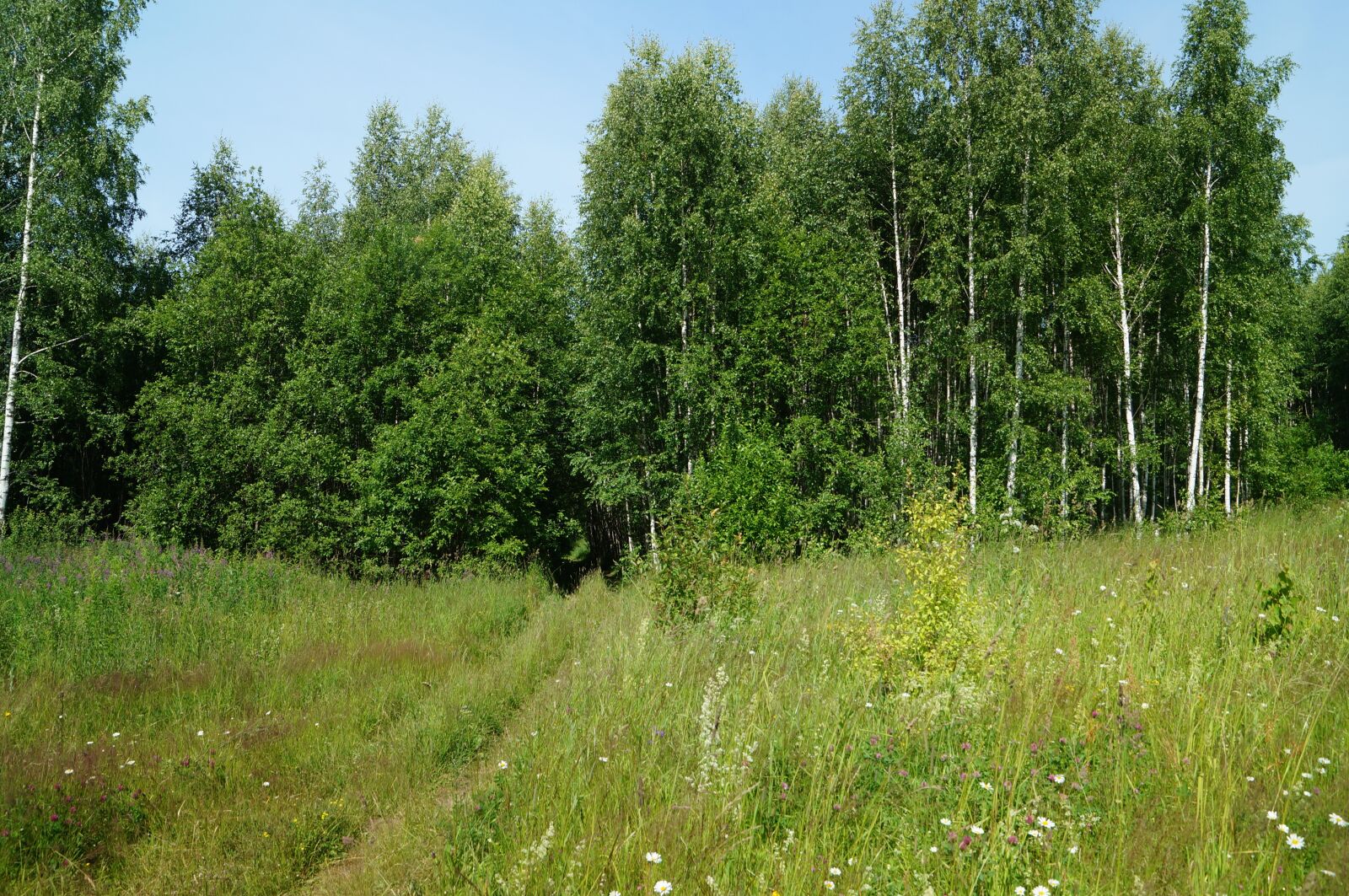 Sony SLT-A57 sample photo. Summer, forest, blue sky photography