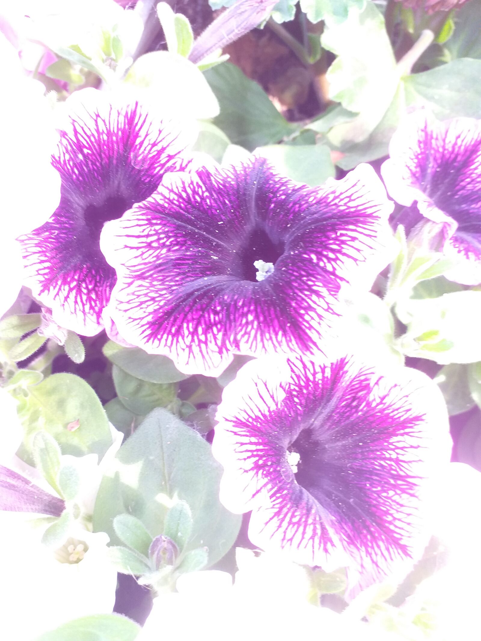 Samsung Galaxy J4+ sample photo. Purple flower, flower, white photography