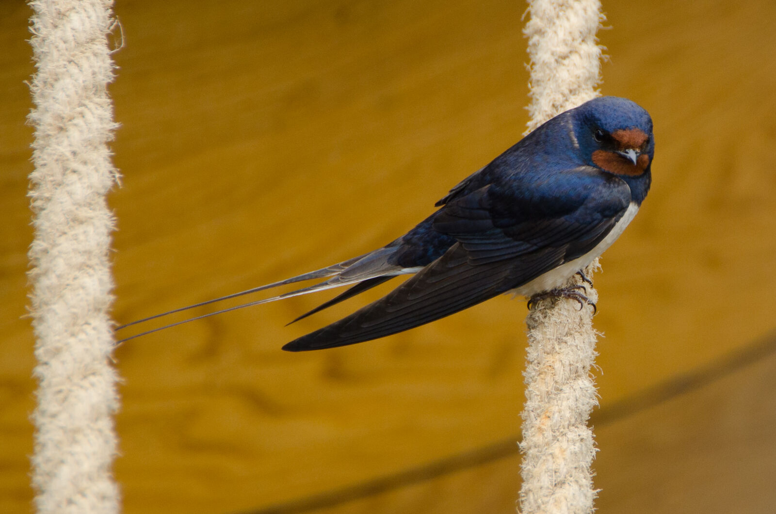 Nikon D7000 sample photo. Animal, looking, nature photography