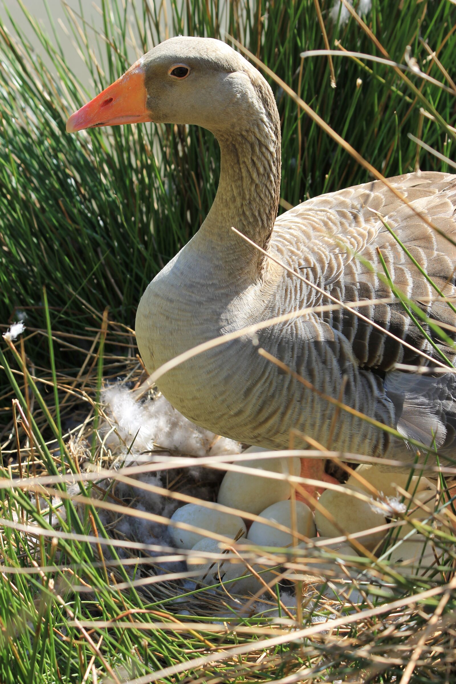 Canon EF 70-300mm F4-5.6 IS USM sample photo. Wild duck, duck, animals photography