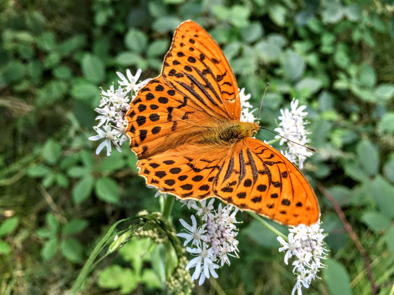 iPhone 6 Plus back camera 4.15mm f/2.2 sample photo. Butterfly, nature, insect photography