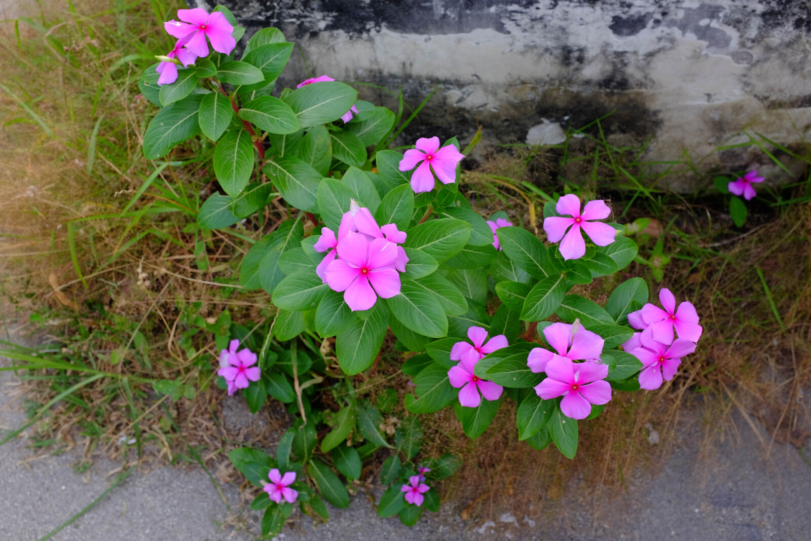 Fujifilm X100T sample photo. Flowers, grass, green, green photography