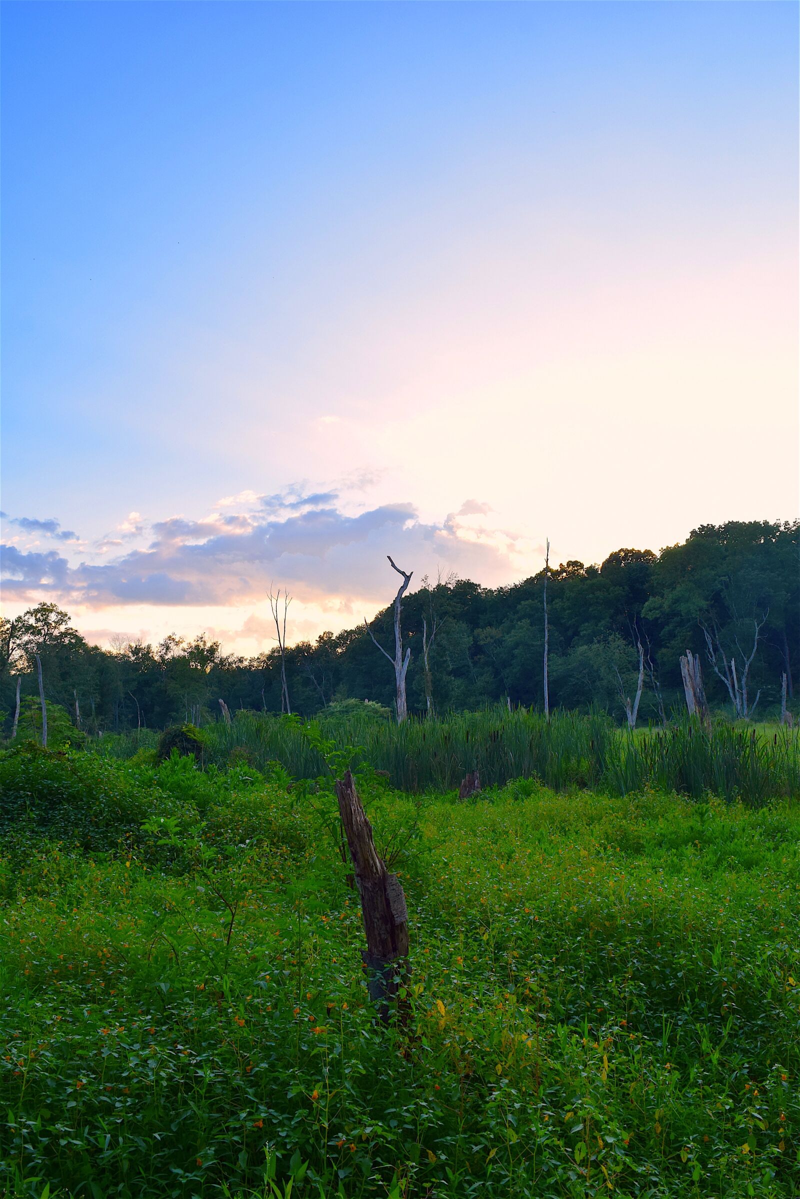 Nikon D3300 sample photo. Field, landscape, green photography