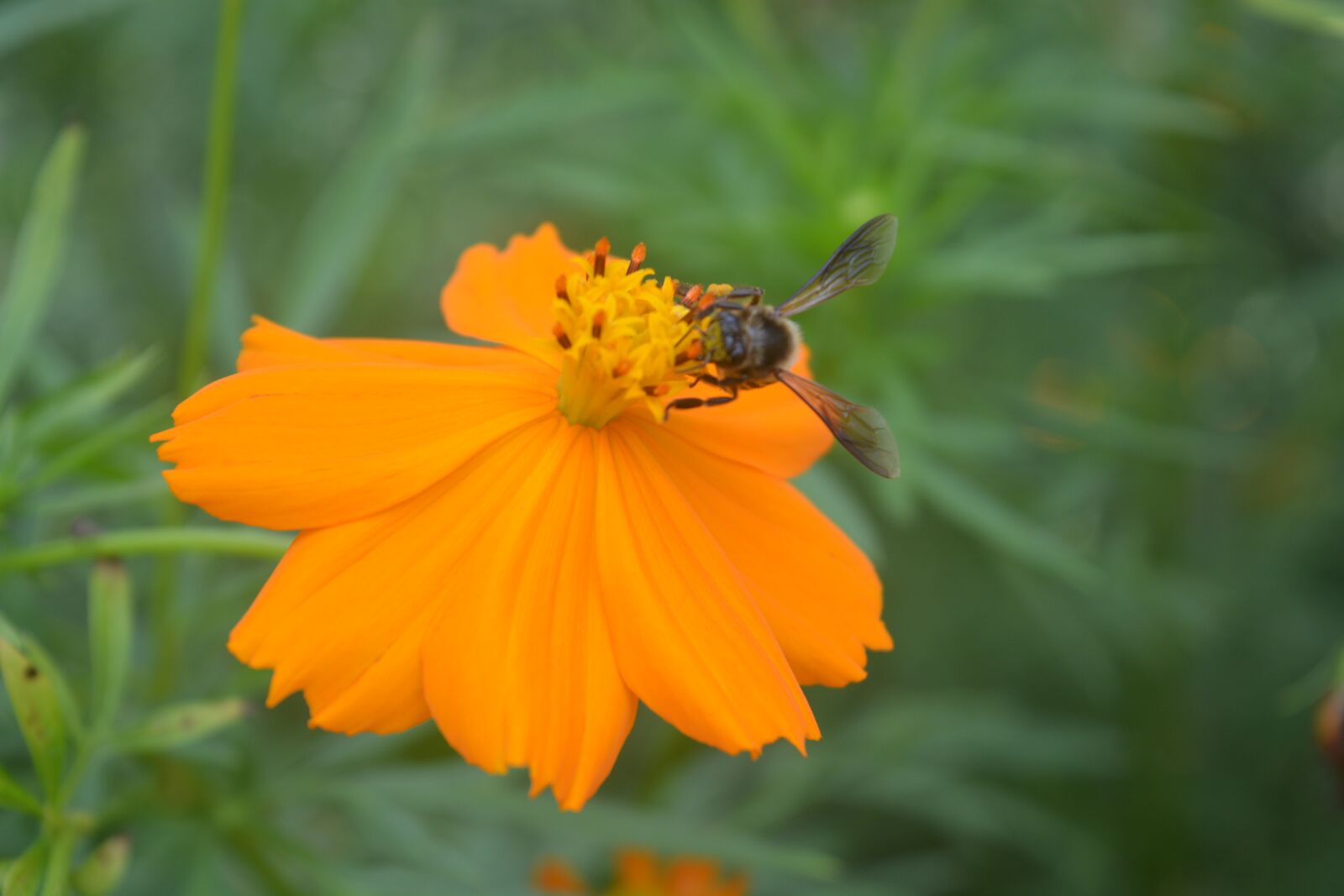 Nikon D5200 sample photo. So, sweet, flower photography