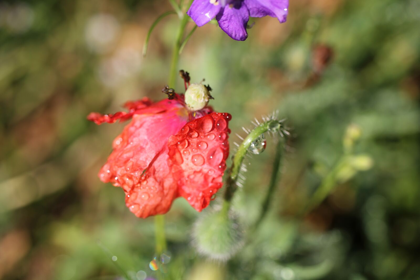 Canon EOS 550D (EOS Rebel T2i / EOS Kiss X4) sample photo. Flower, blossom, bloom photography