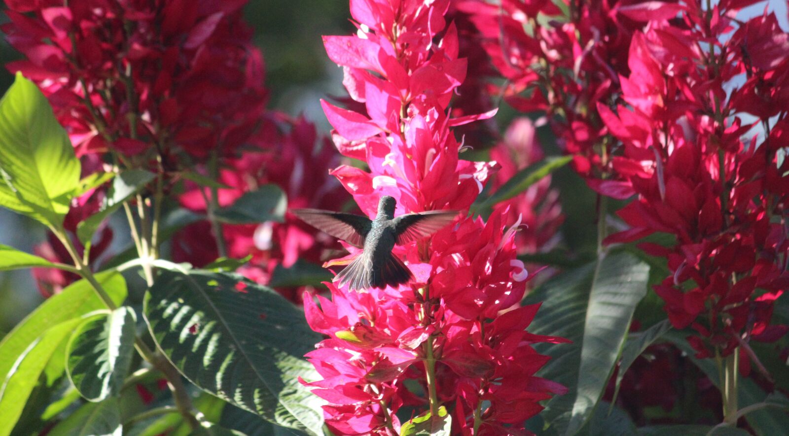 Canon EOS 1300D (EOS Rebel T6 / EOS Kiss X80) sample photo. Hummingbird, nature, bird photography