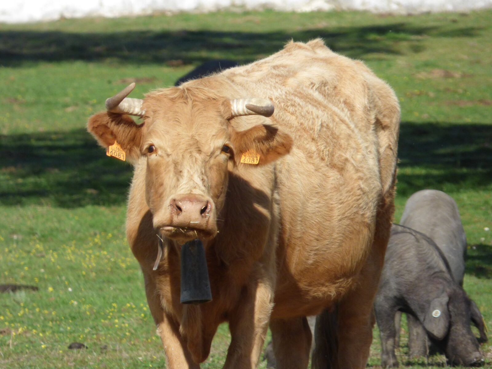 Panasonic DMC-FZ72 sample photo. Cow, calf, field photography