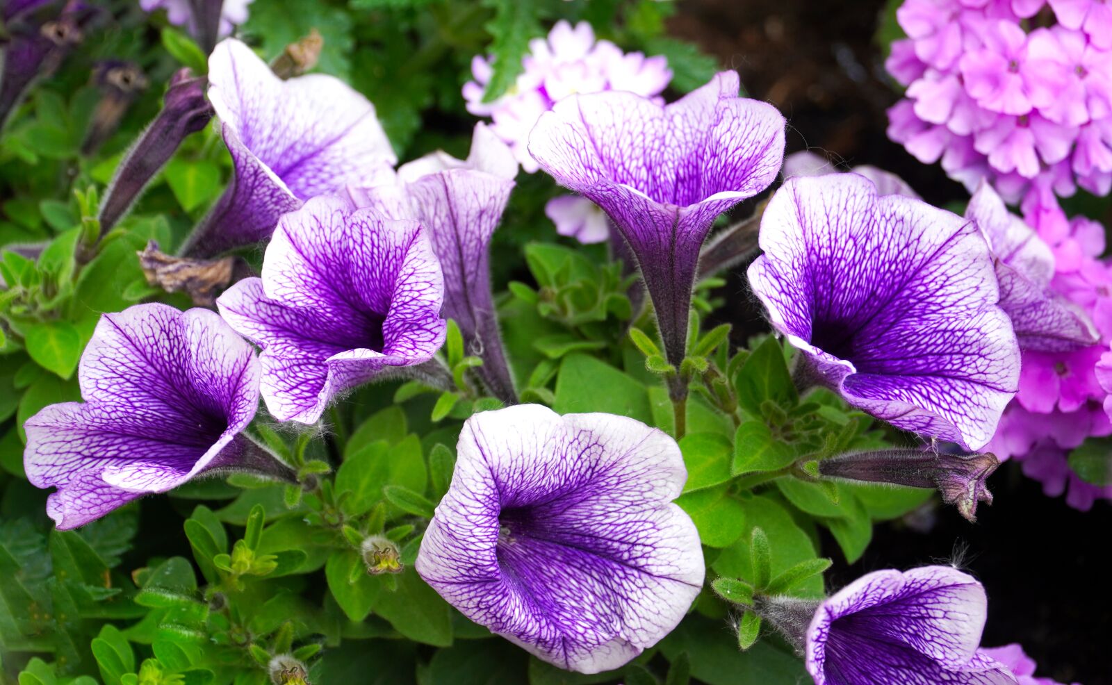 Sony E PZ 18-105mm F4 G OSS sample photo. Petunia, flowers, blossom photography