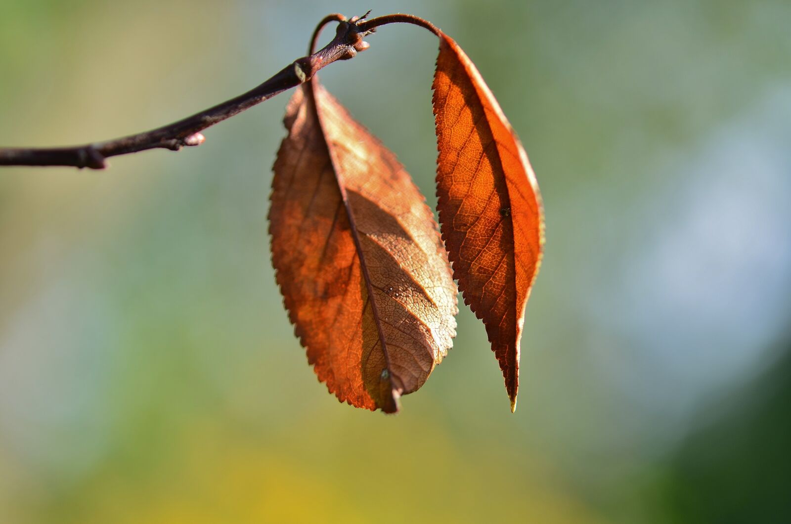 Nikon D7000 sample photo. Leaf, natur, natural photography