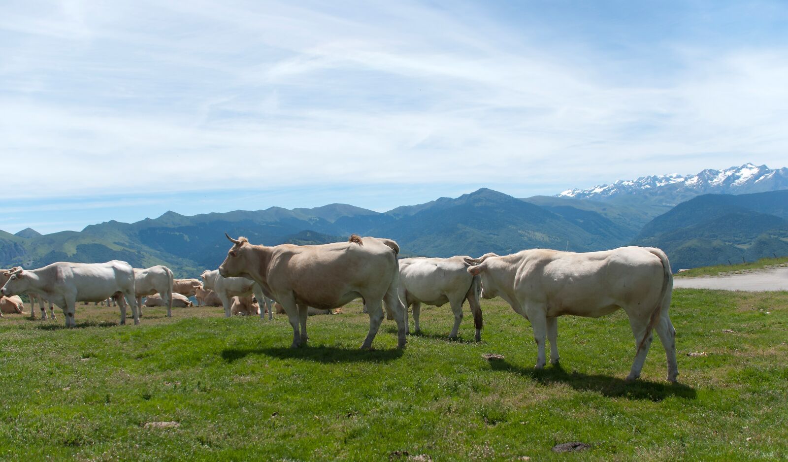 Nikon D80 sample photo. Cows, grazing, alpine pasture photography