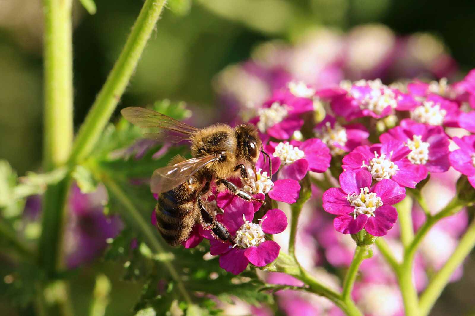 Canon EOS 80D sample photo. Yarrow, bee, insect photography