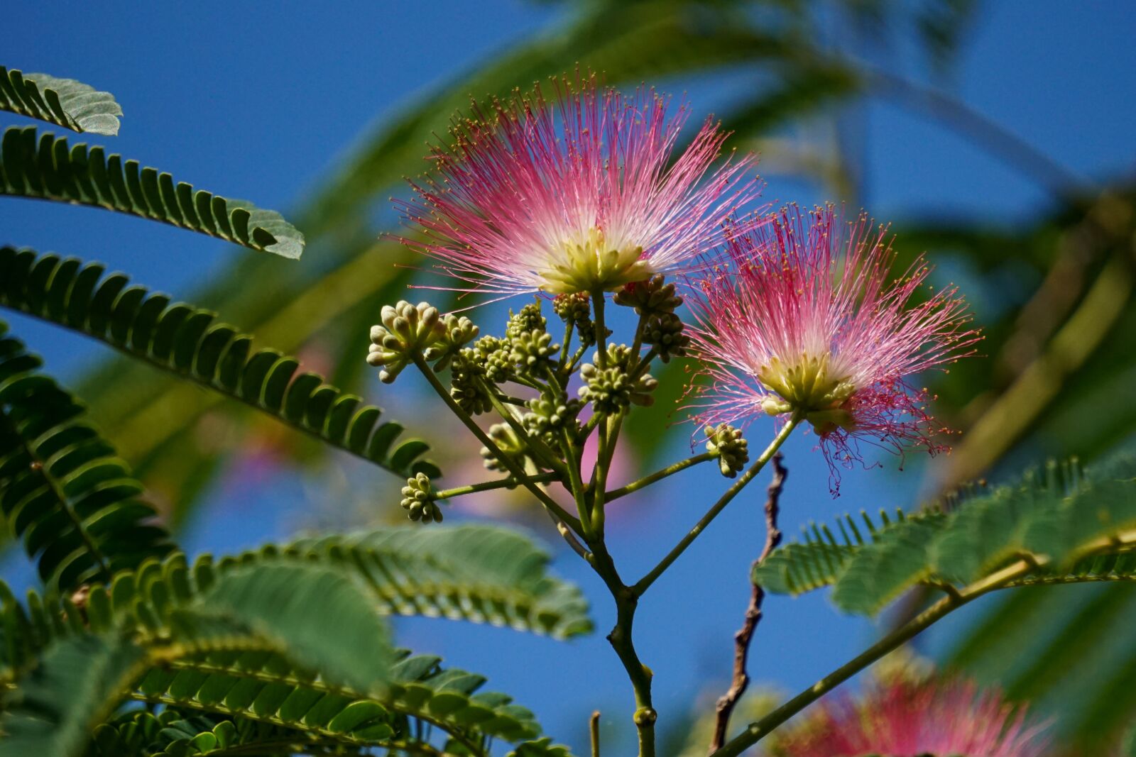 Sony E 55-210mm F4.5-6.3 OSS sample photo. Nature, silk tree, silk photography