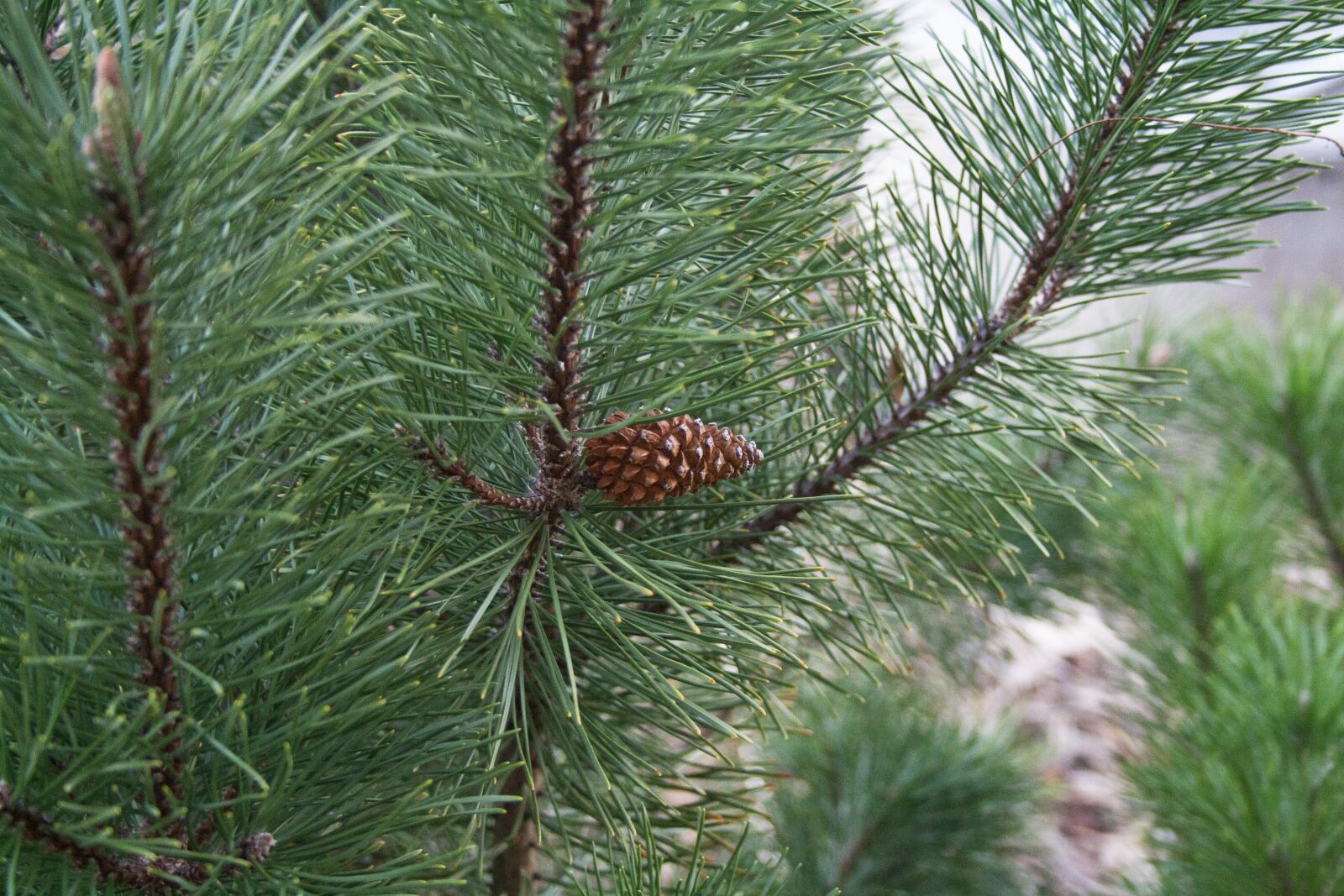 Canon EOS 400D (EOS Digital Rebel XTi / EOS Kiss Digital X) sample photo. Pine, evergreen, needle photography