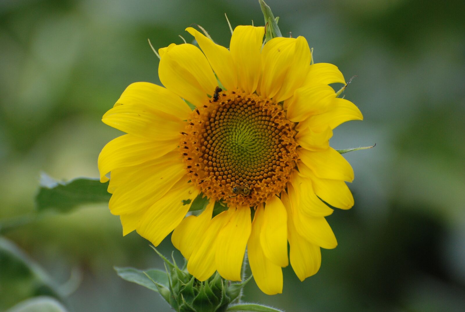 Nikon D80 sample photo. Sunflower, summer, blooming photography