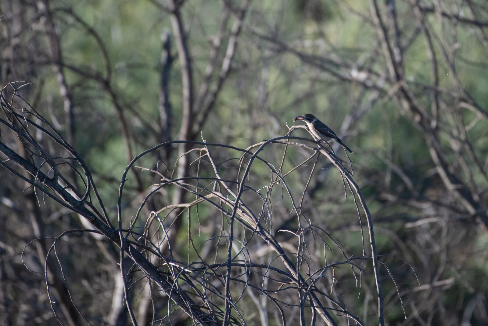 Nikon D850 sample photo. Grey butcherbird, bird, avian photography
