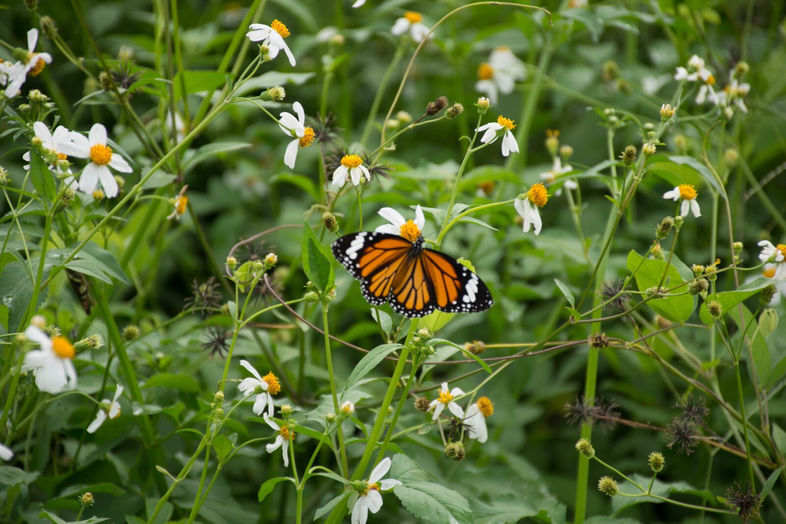 Nikon D7200 sample photo. Butterfly, flowers, bokeh photography