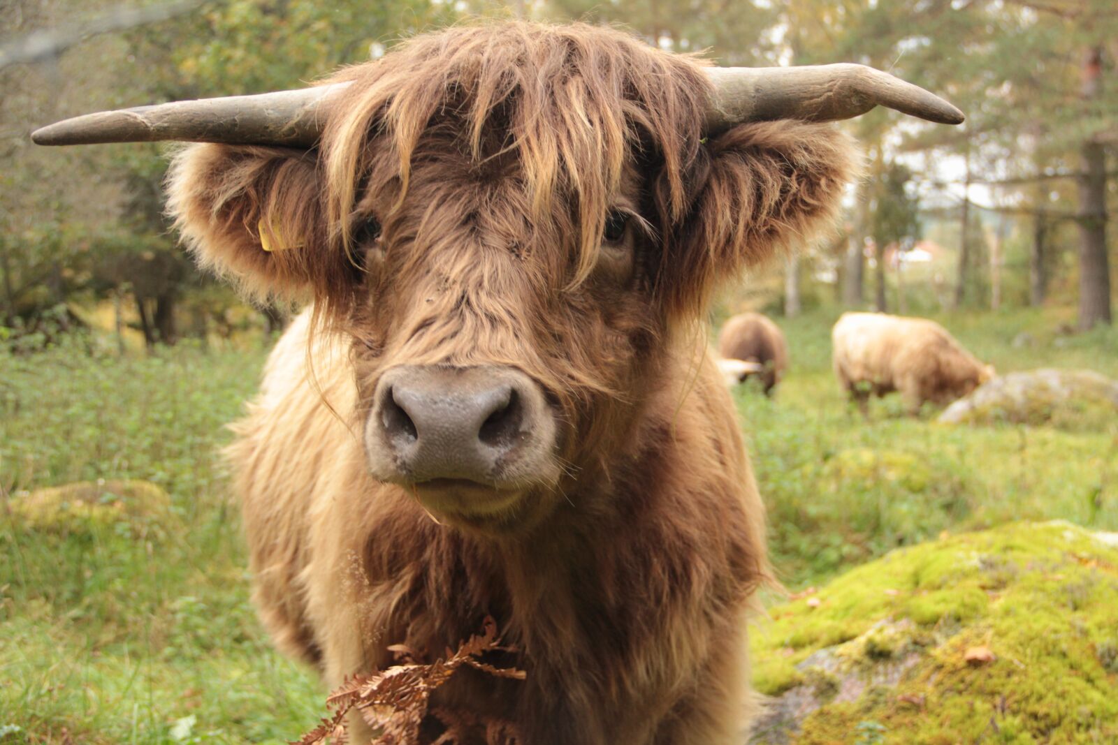 Canon EF-S 18-135mm F3.5-5.6 IS sample photo. Cow, ko, animals photography