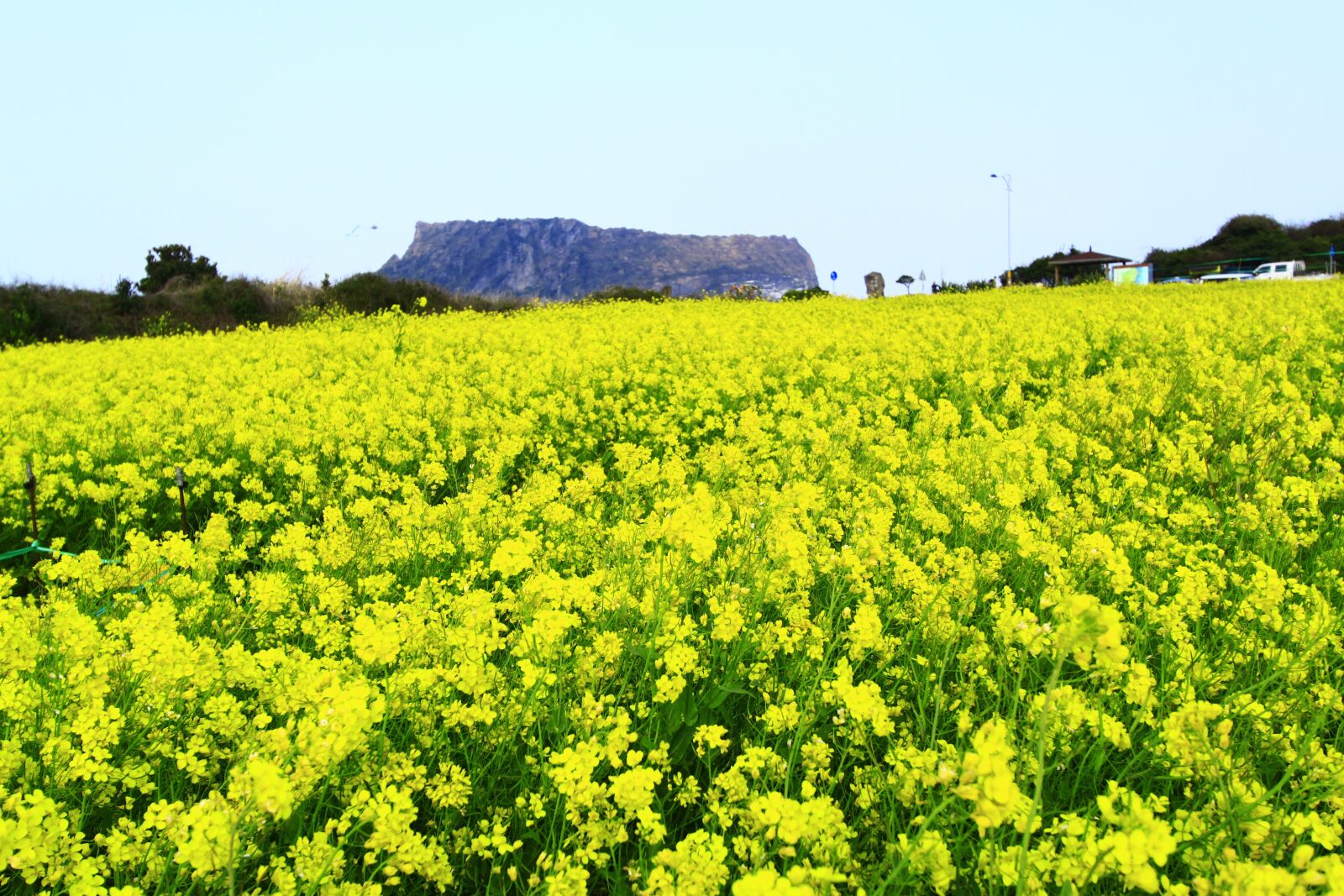 Canon EOS 500D (EOS Rebel T1i / EOS Kiss X3) sample photo. Flowers, canola, jeju sunrise photography