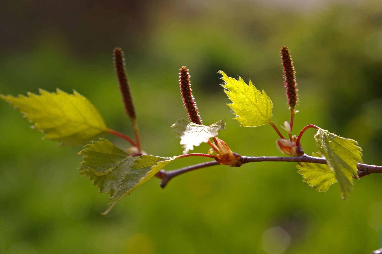 Pentax *ist DL2 sample photo. Leaf, birch leaf, spring photography