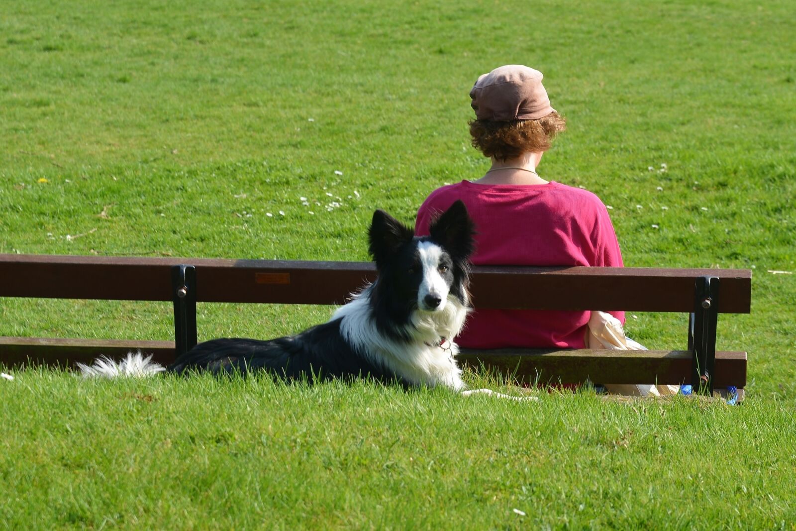 Nikon D800 sample photo. Border collie, dog, canine photography