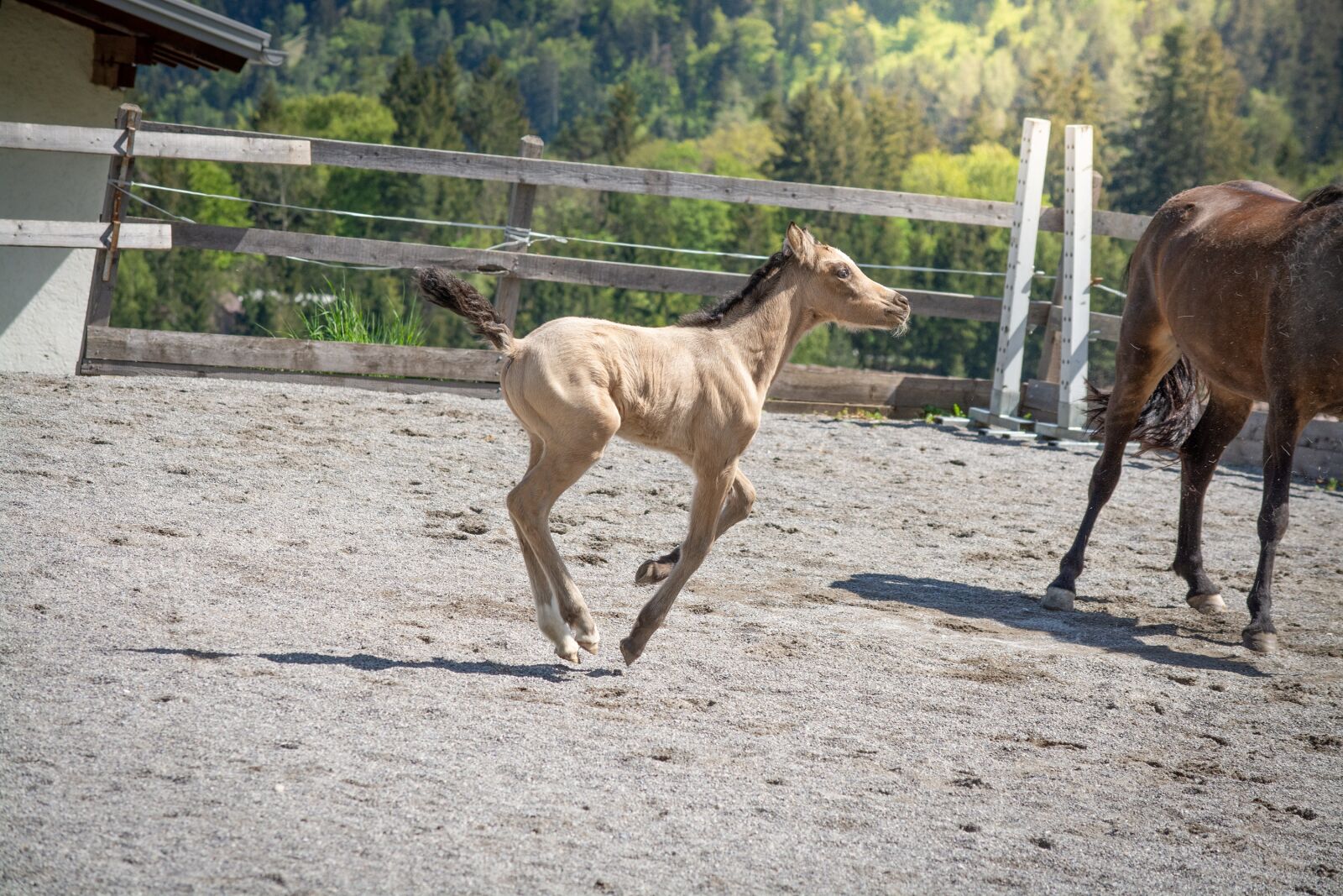 Nikon D7100 sample photo. Foal, mare, coupling photography
