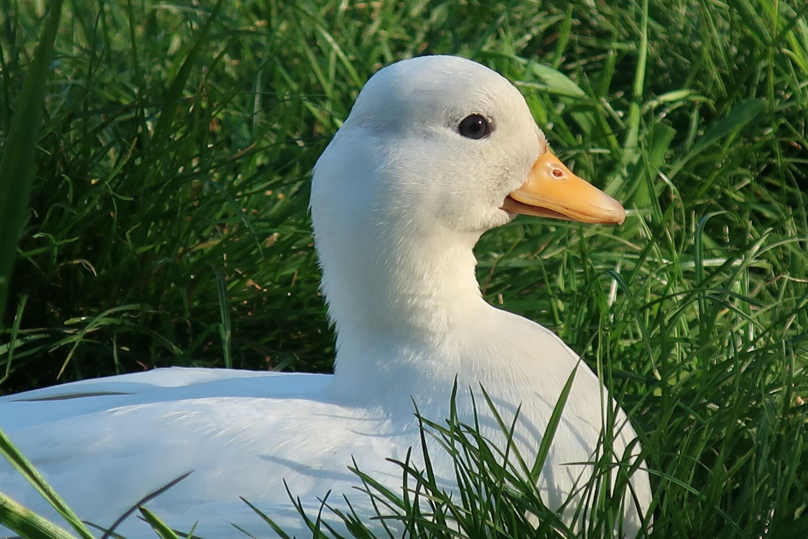 Canon PowerShot G9 X Mark II sample photo. Duck, call duck, female photography