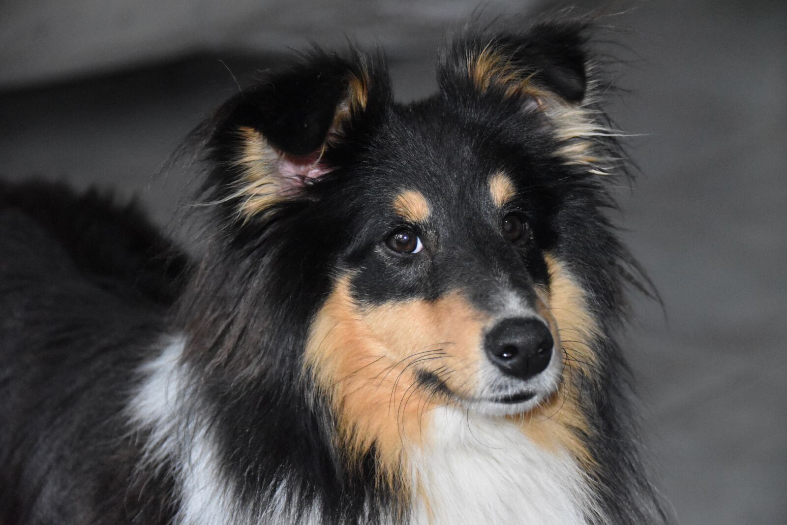 Nikon D5600 sample photo. Dog, shetland sheepdog, pup photography