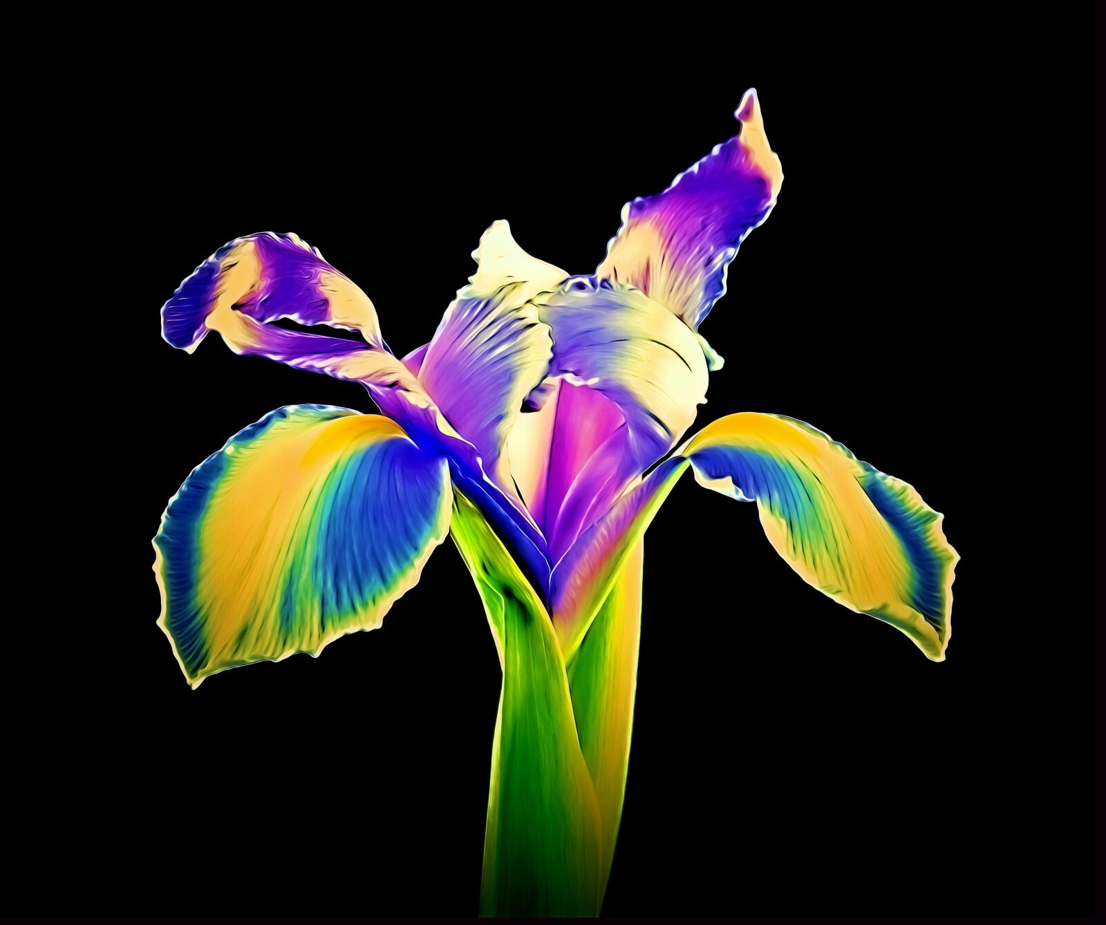Nikon D5500 sample photo. Blooming iris, iris, flower photography