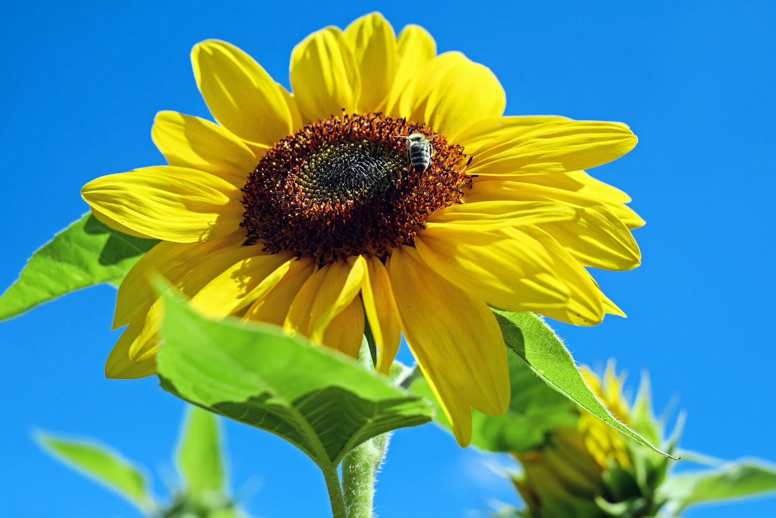 Fujifilm X-T10 + Fujifilm XF 35mm F1.4 R sample photo. Sunflower, flower, bloom photography