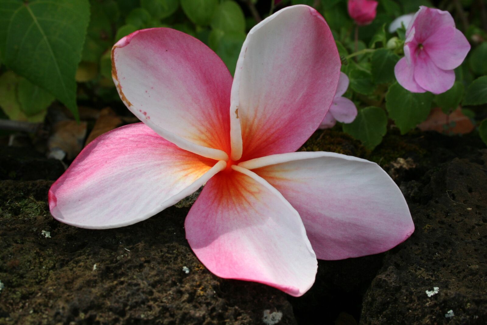 Canon EOS 350D (EOS Digital Rebel XT / EOS Kiss Digital N) sample photo. Hawaii, kauai, tropical photography
