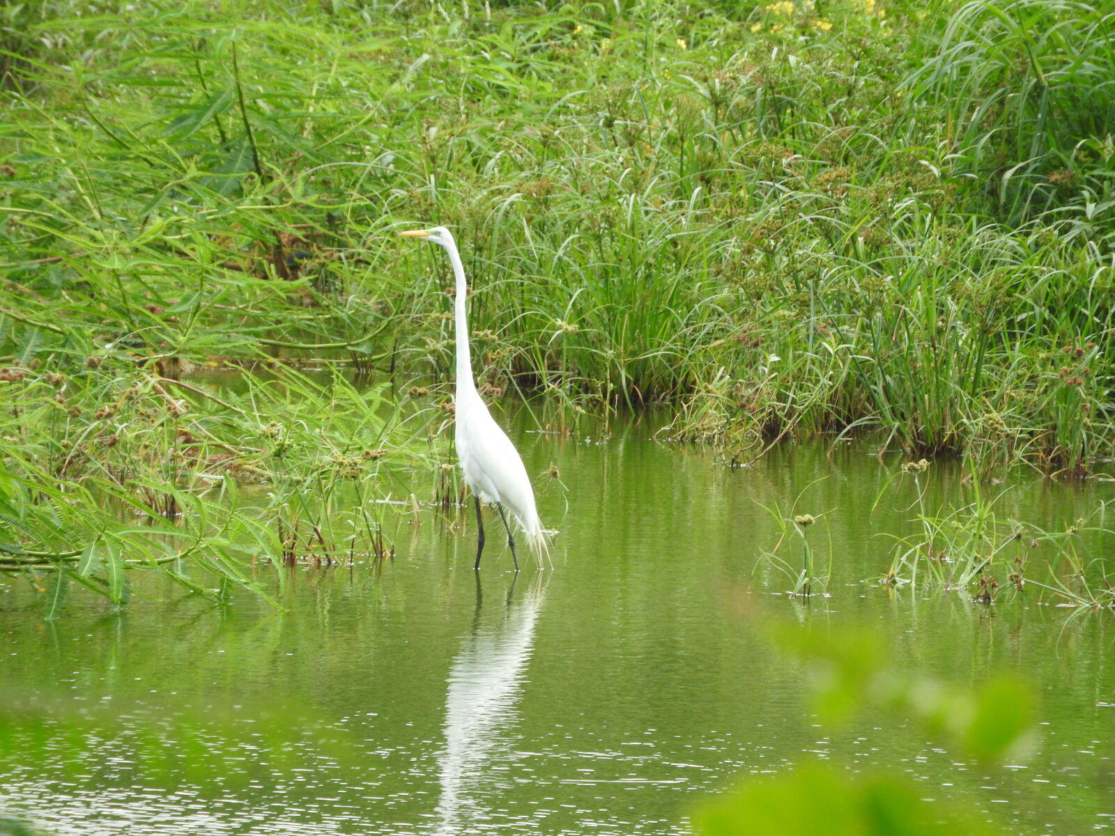 Nikon Coolpix P610 sample photo. Bird, isla, d, ometepe photography