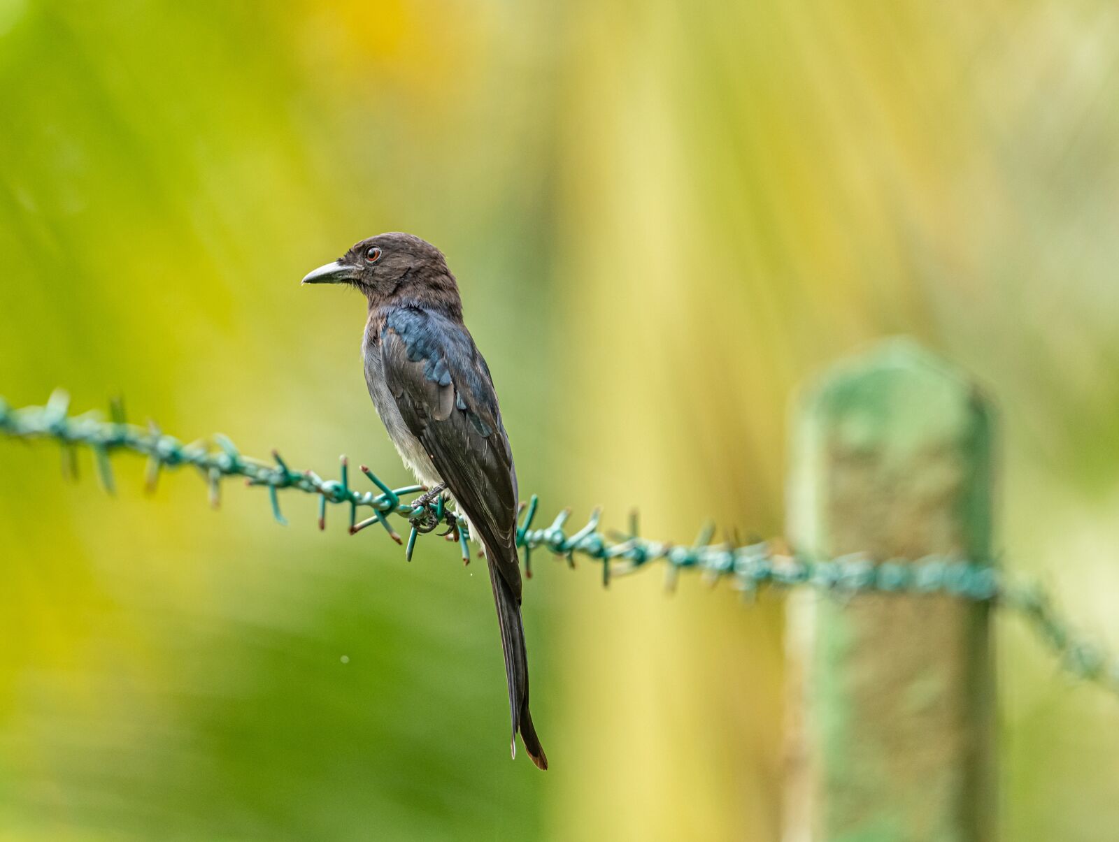 Nikon D850 sample photo. Bird, wire, black photography