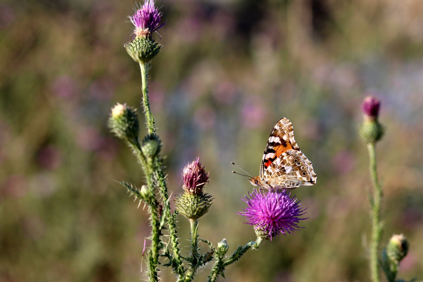 Canon EOS 700D (EOS Rebel T5i / EOS Kiss X7i) + Canon EF 85mm F1.8 USM sample photo. Butterflies, insects, plants photography