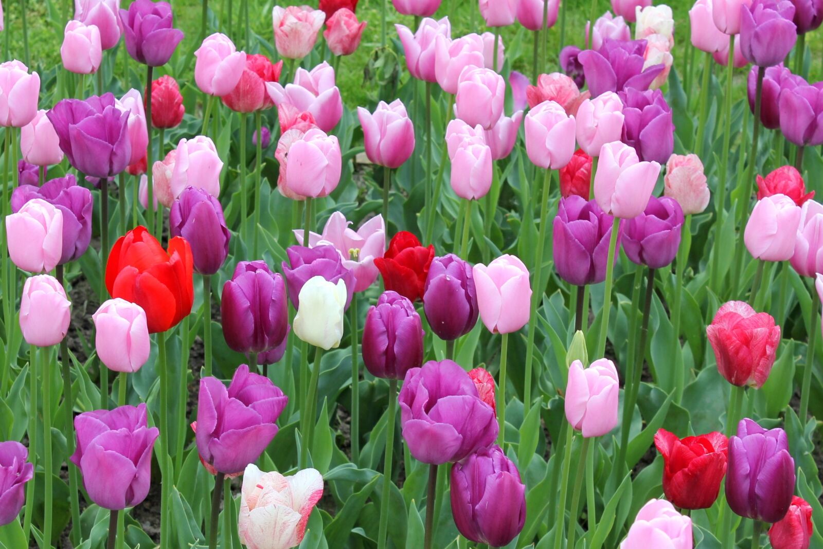 Canon EOS 550D (EOS Rebel T2i / EOS Kiss X4) sample photo. Flower meadow, tulips, colorful photography