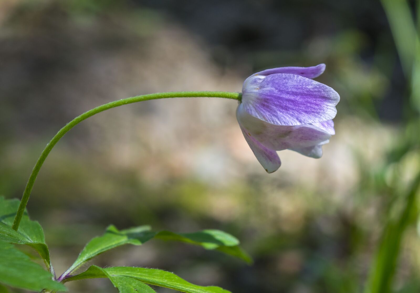 Nikon D3300 sample photo. Flower, dwarf bellflower, bellflower photography