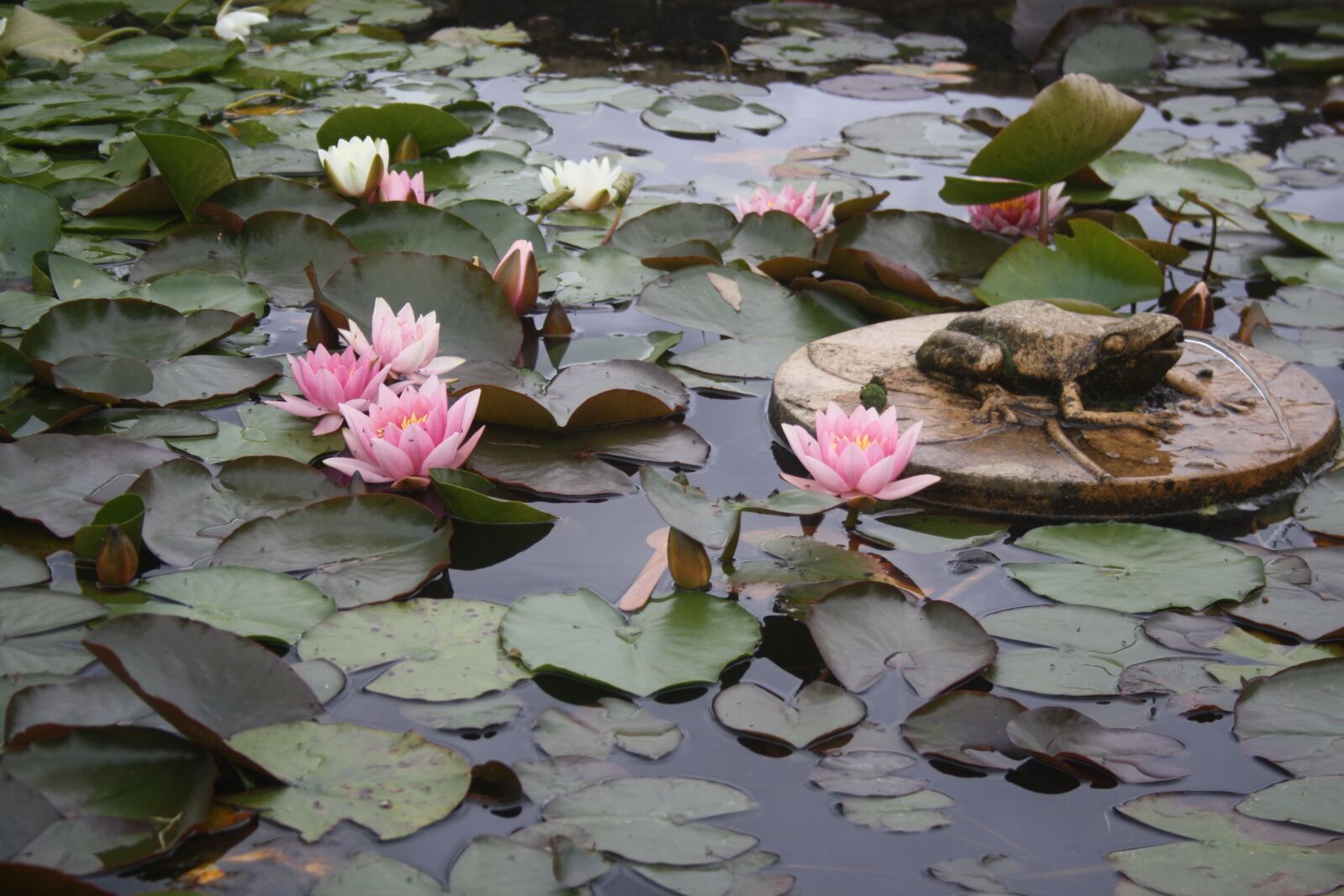 Canon EOS 1000D (EOS Digital Rebel XS / EOS Kiss F) sample photo. Water lily, lilies, pond photography