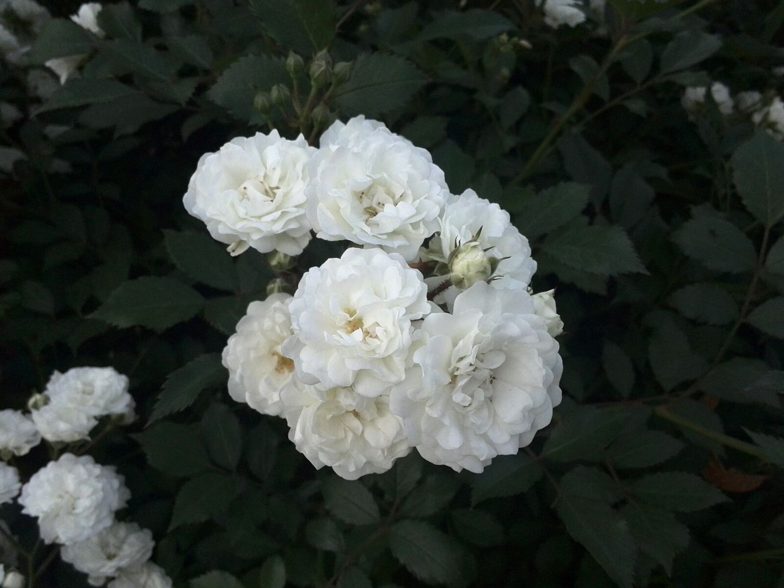 HUAWEI P6-U06 sample photo. Rose, white rose, summer photography