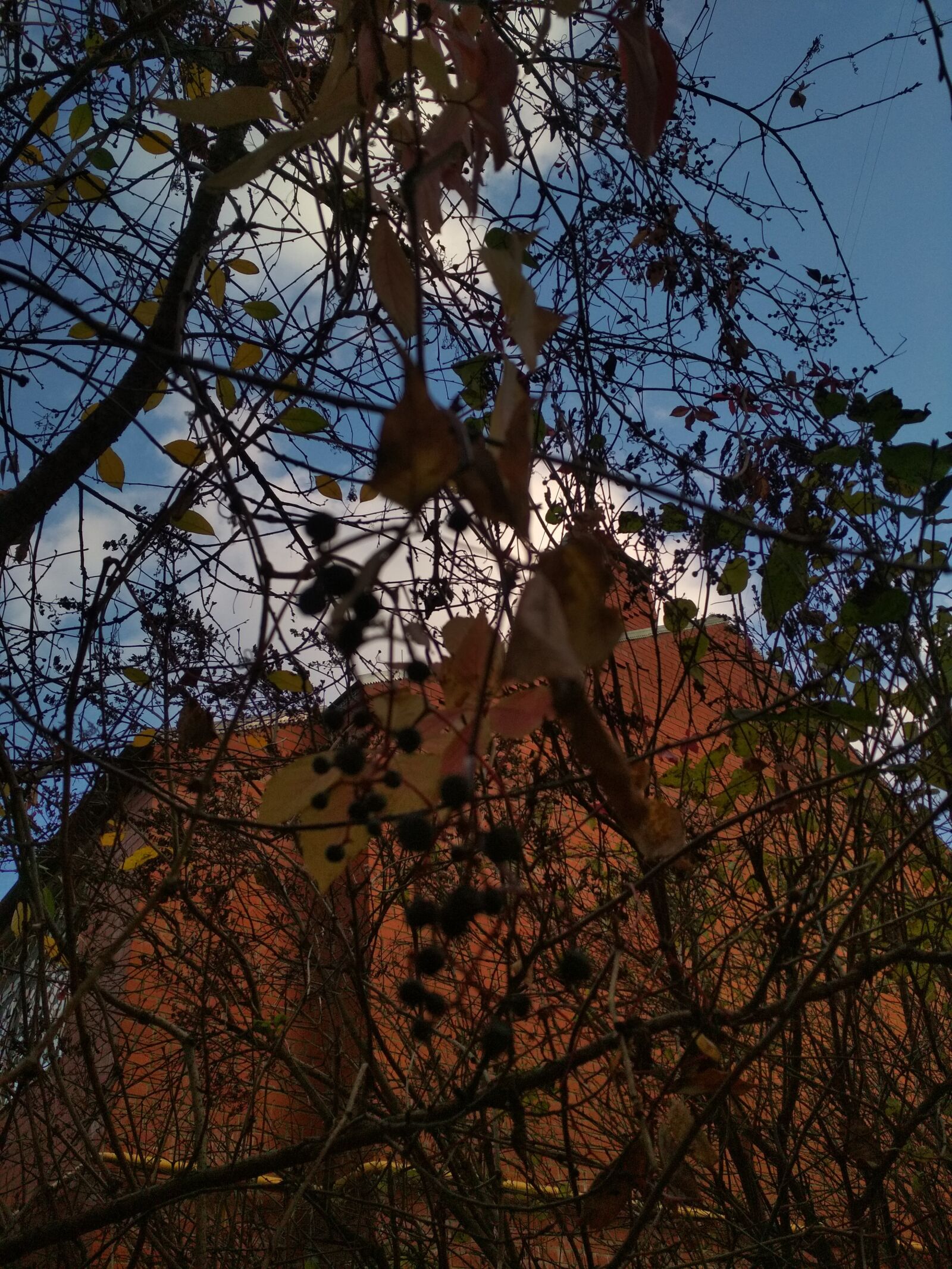 Xiaomi Redmi 4X sample photo. Berry, house, brick photography